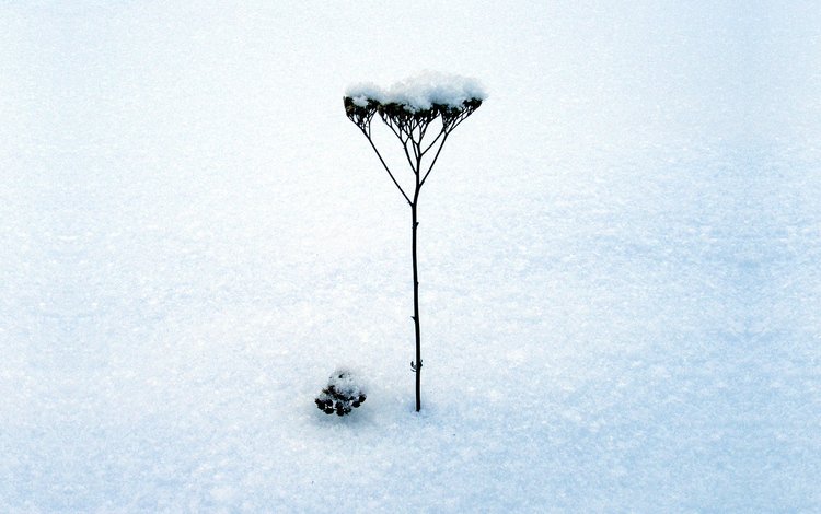 снег, зима, минимализм, стебель, snow, winter, minimalism, stem