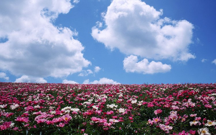 небо, цветы, облака, поле, лето, the sky, flowers, clouds, field, summer