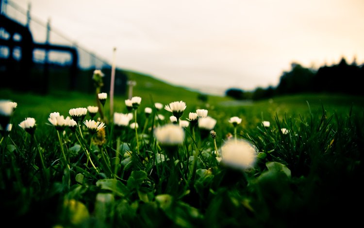 трава, белые, газон, grass, white, lawn