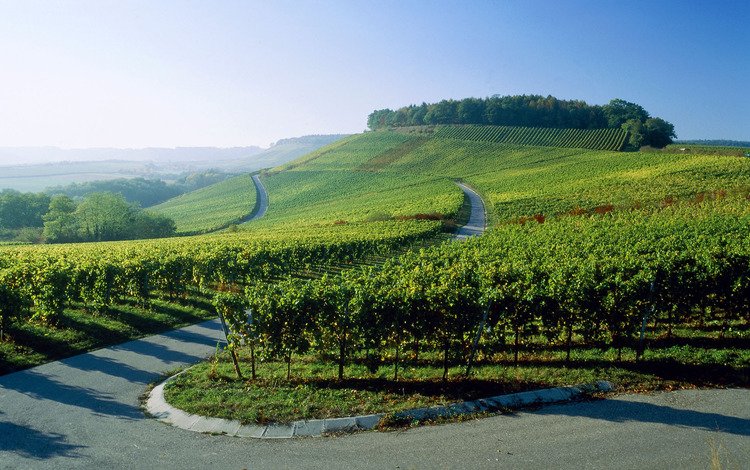 дорога, германия, виноградники, road, germany, the vineyards
