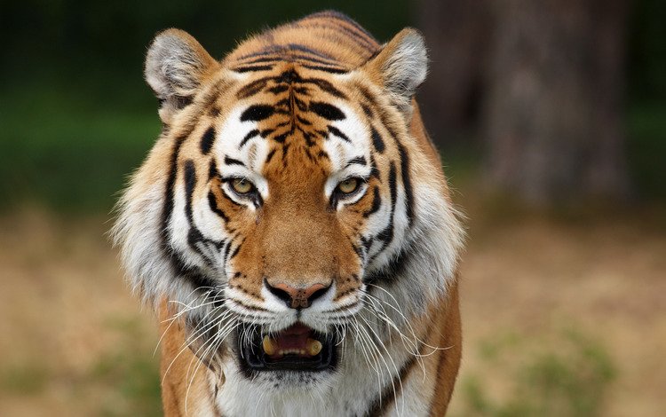 тигр, хищник, большая кошка, tiger, predator, big cat