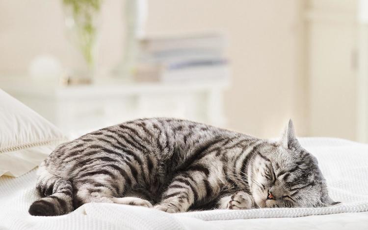 кот, мордочка, кошка, сон, полосатый, cat, muzzle, sleep, striped
