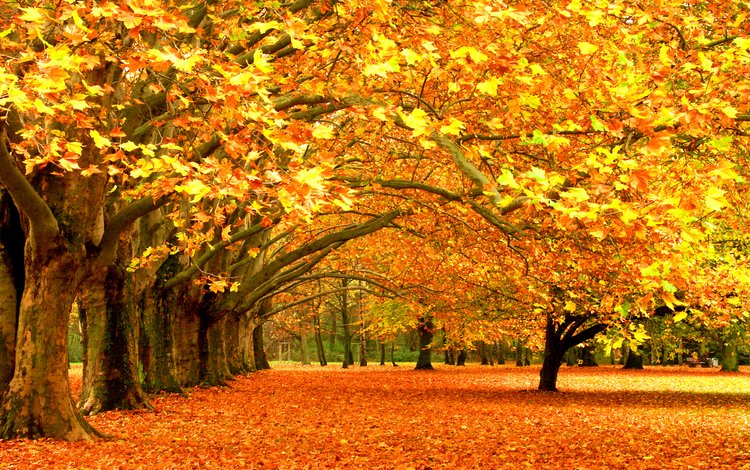 деревья,  листья, лес, листья, парк, листва, осень, листопад, деревь, autumn wallpapers, trees, forest, leaves, park, foliage, autumn, falling leaves