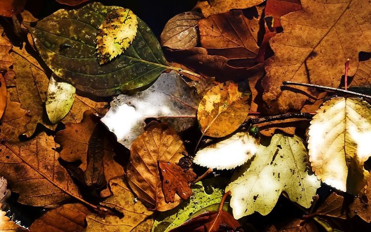 природа, листья, макро, осень, осенние листья, nature, leaves, macro, autumn, autumn leaves