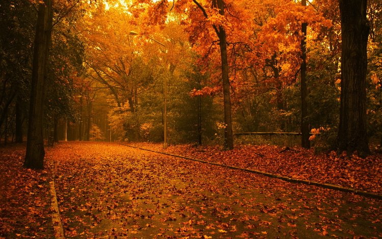 дорога, деревья, лес, листья, осень, road, trees, forest, leaves, autumn