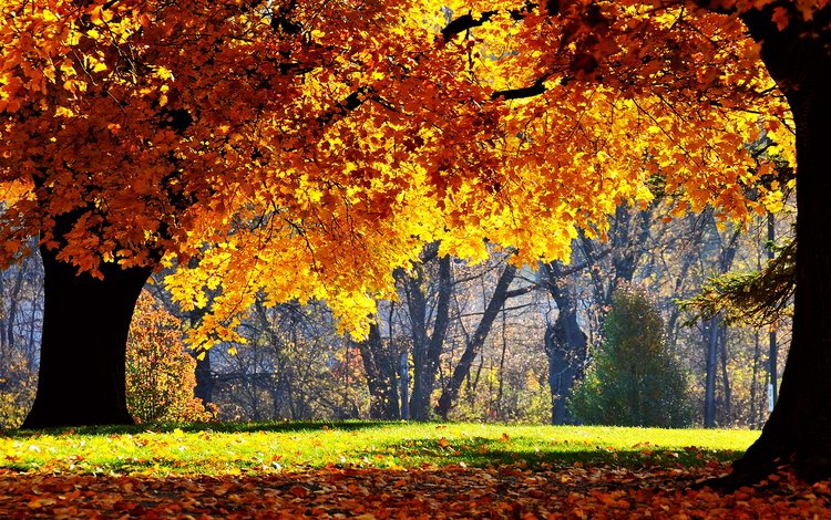 деревья, солнце, лес, парк, листва, осень, trees, the sun, forest, park, foliage, autumn