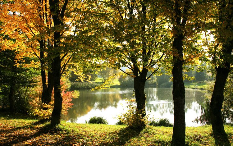 деревья, озеро, отражения, осень, забор, солнечный свет, золотая листва, trees, lake, reflection, autumn, the fence, sunlight