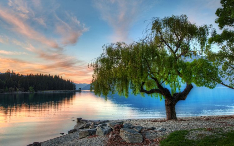 озеро, дерево, закат, новая зеландия, lake, tree, sunset, new zealand