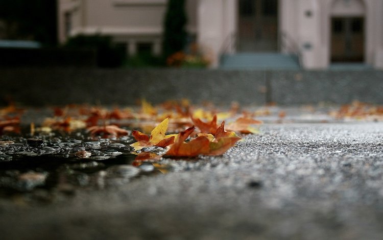 листья, макро, осень, асфальт, лужа, leaves, macro, autumn, asphalt, puddle