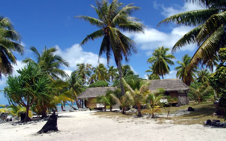 пляж, пальмы, французкая полинезия, beach, palm trees, french polynesia