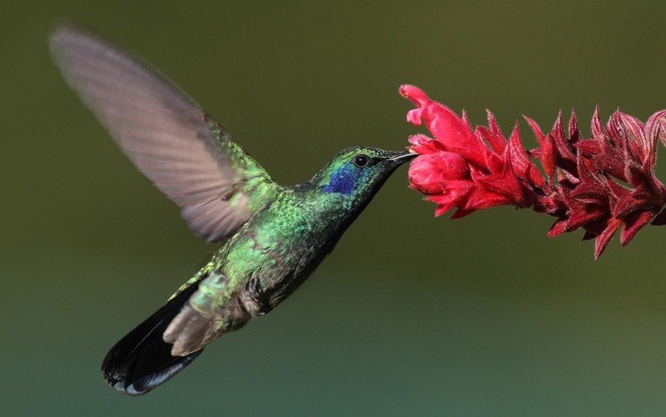 цветы, фон, полет, крылья, птица, клюв, колибри, flowers, background, flight, wings, bird, beak, hummingbird