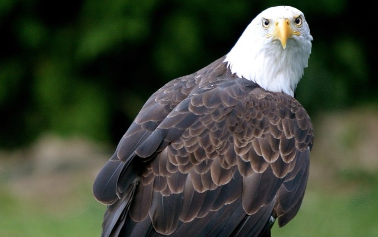 орел, птица, клюв, перья, белоголовый орлан, eagle, bird, beak, feathers, bald eagle