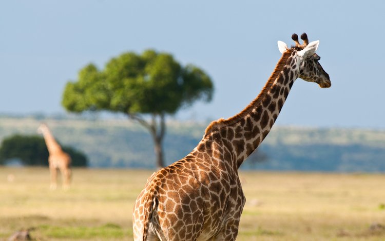 пятна, жираф, саванна, шея, spot, giraffe, savannah, neck