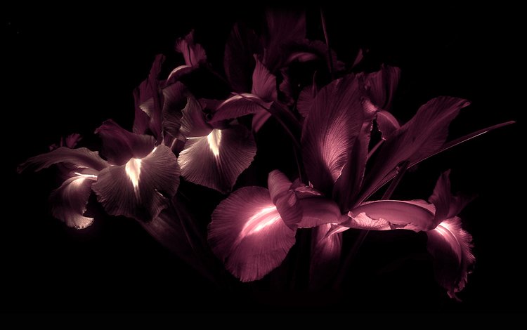 цветы, лепестки, черный фон, ирисы, flowers, petals, black background, irises