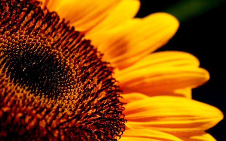 солнце, желтый, цветок, лепестки, подсолнух, крупным планом, the sun, yellow, flower, petals, sunflower, closeup