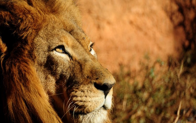 взгляд, хищник, большая кошка, лев, грива, царь зверей, look, predator, big cat, leo, mane, the king of beasts