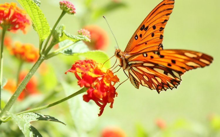 цветок, бабочка, пыльца, нектар, flower, butterfly, pollen, nectar