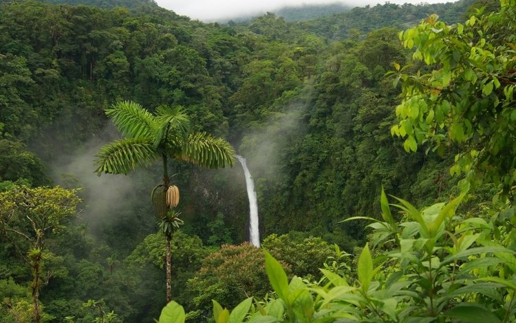 водопад, пальма, тропики, джунгли, waterfall, palma, tropics, jungle