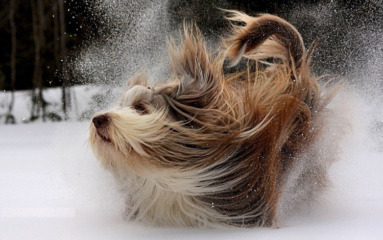 снег, мордочка, взгляд, собака, йоркширский терьер, snow, muzzle, look, dog, yorkshire terrier