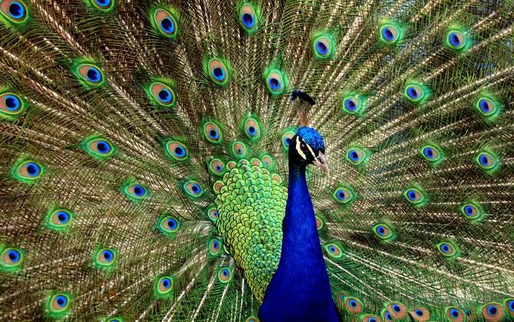 птица, павлин, хвост, bird, peacock, tail
