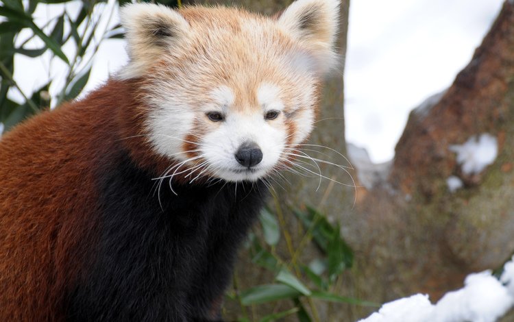 мордочка, взгляд, панда, красная панда, малая панда, muzzle, look, panda, red panda