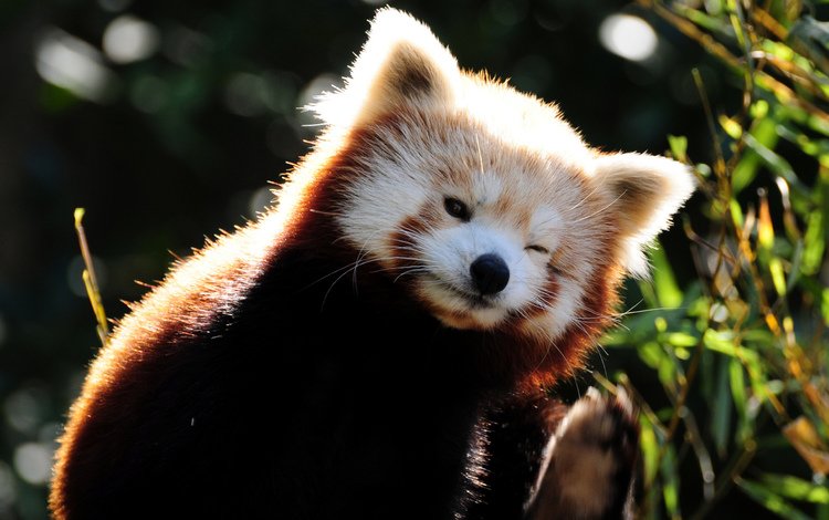 животные, прикольно, енот, красная панда, малая панда, animals, cool, raccoon, red panda