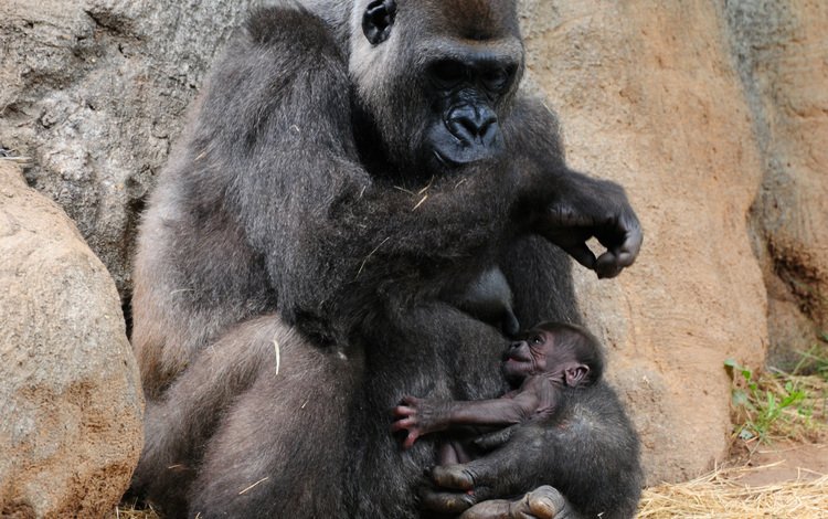 забота, детеныш, горилла, обезьяны, кормление, care, cub, gorilla, monkey, feeding