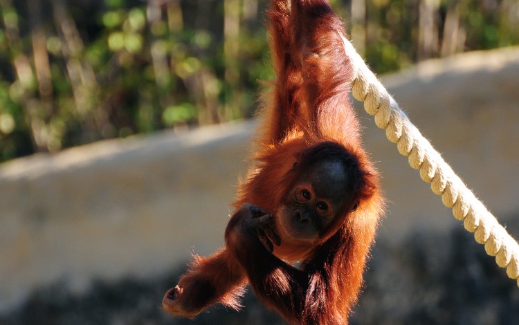 канат, обезьяна, обезьянка, примат, орангутанг, орангутан, rope, monkey, the primacy of, orangutan