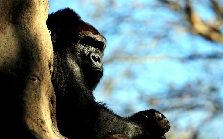 обезьяна, горилла, приматы, monkey, gorilla, primates