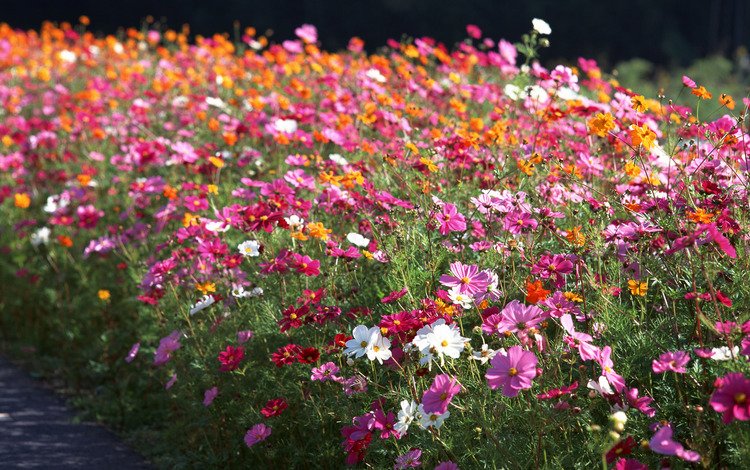 цветы, клумба, космея, flowers, flowerbed, kosmeya