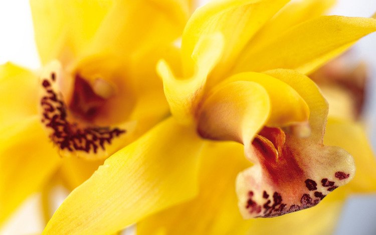 цветы, лепестки, желтые, орхидеи, flowers, petals, yellow, orchids