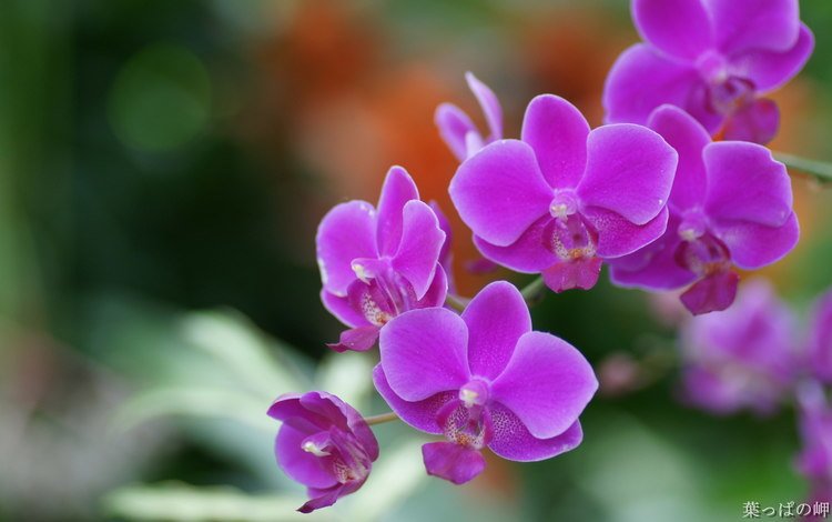 орхидея, orchid
