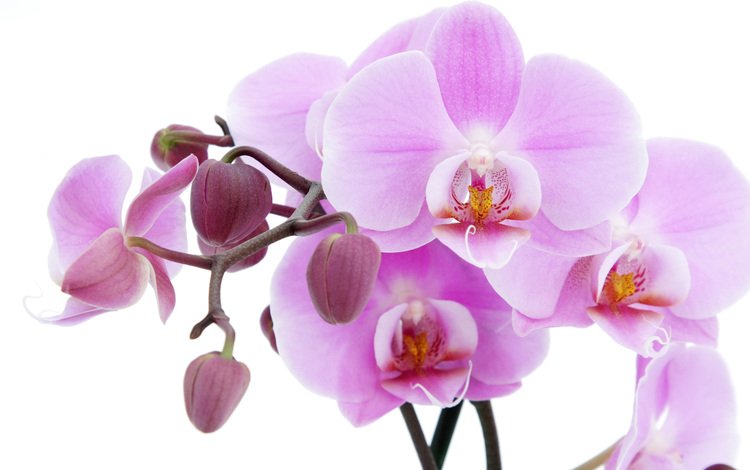 цветы, цветок, лепестки, орхидеи, flowers, flower, petals, orchids