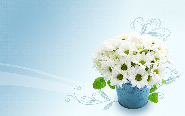 цветы, лепестки, букет, белые, хризантемы, flowers, petals, bouquet, white, chrysanthemum