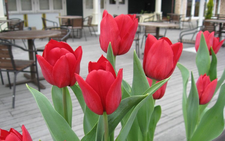 цветы, красные, тюльпаны, flowers, red, tulips