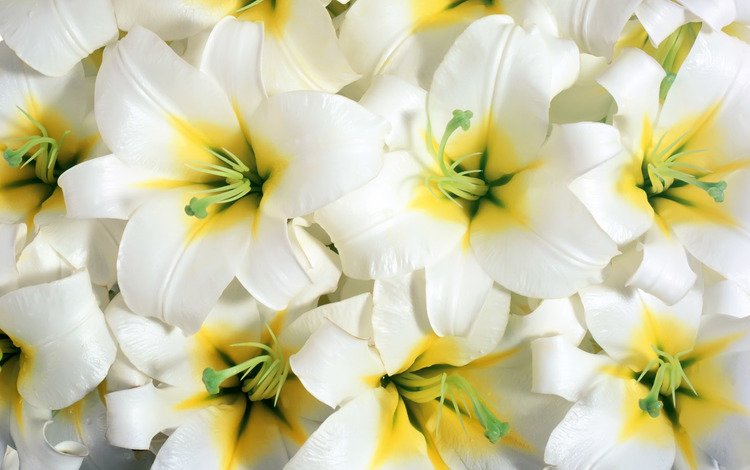 цветы, тычинки, белые, крупный план, лилии, flowers, stamens, white, close-up, lily