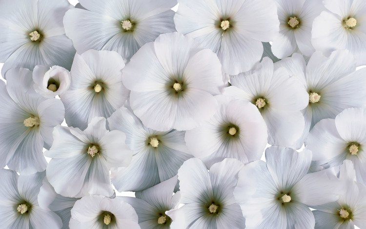 цветы, фон, белые цветы, лаватера, flowers, background, white flowers, lavatera