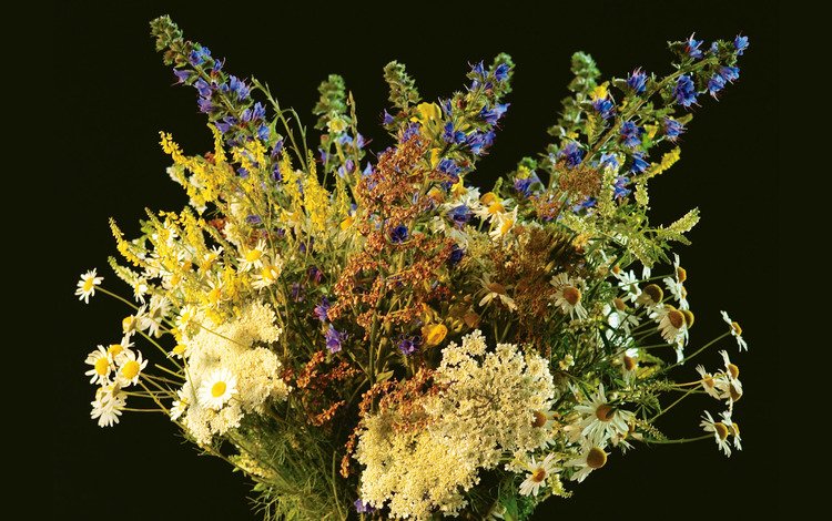 цветы, фон, ромашки, букет, полевые цветы, flowers, background, chamomile, bouquet, wildflowers