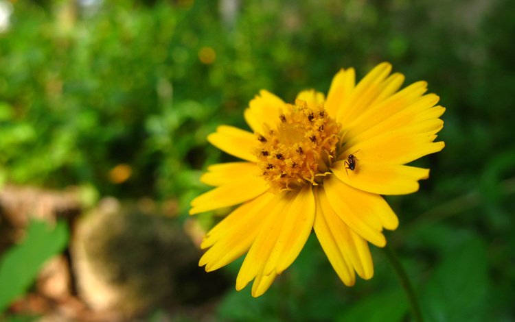 желтый, макро, насекомое, цветок, лето, лепестки, yellow, macro, insect, flower, summer, petals
