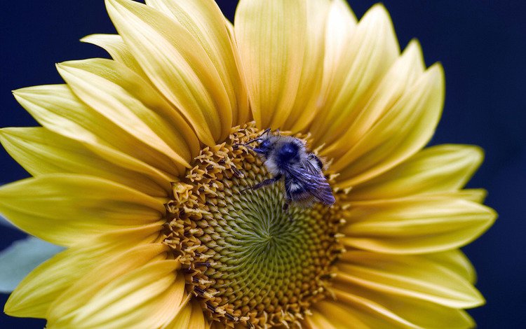 подсолнух, пчела, sunflower, bee