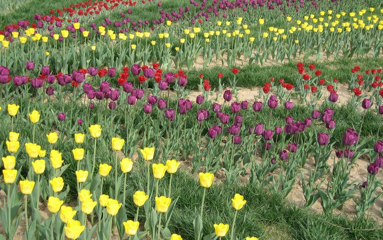 цветы, тюльпаны, клумба, flowers, tulips, flowerbed