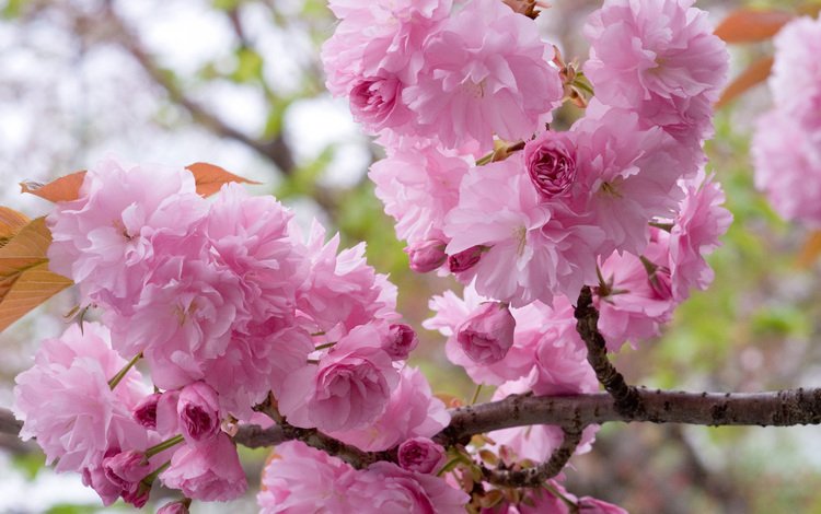цветение, ветки, весна, вишня, сакура, flowering, branches, spring, cherry, sakura