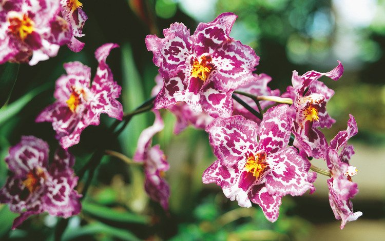 орхидея, orchid