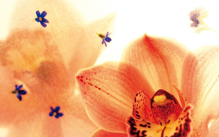 цветы, лепестки, орхидея, орхидеи, крупным планом, flowers, petals, orchid, orchids, closeup