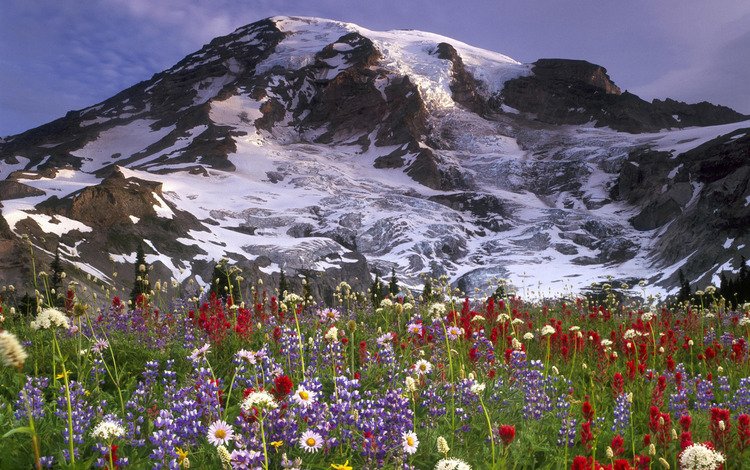 цветы, горы, снег, луг, вершина, flowers, mountains, snow, meadow, top