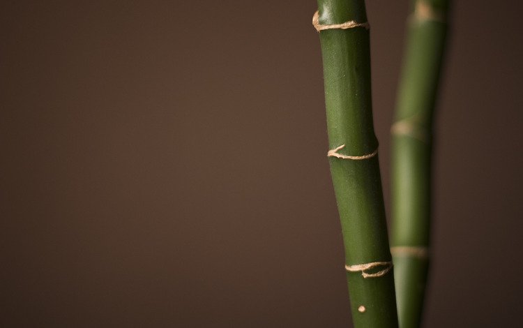 бамбук, bamboo