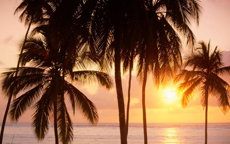 закат, лето, пальмы, sunset, summer, palm trees