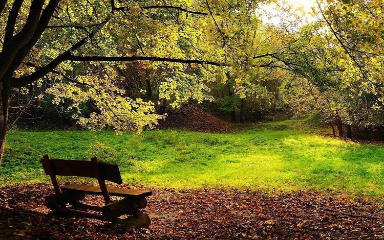 деревья, листва, осень, скамейка, trees, foliage, autumn, bench