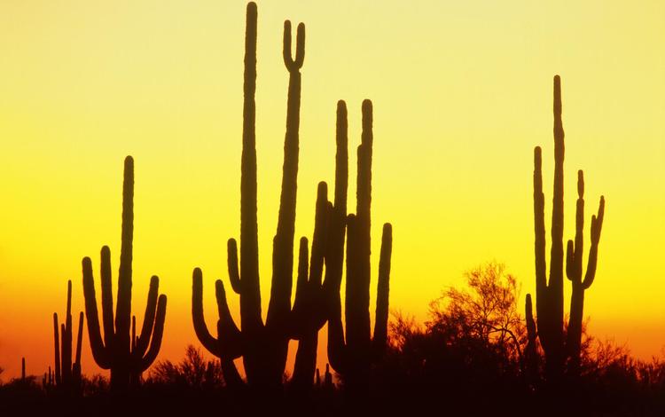 закат, пустыня, колючки, кактус, sunset, desert, barb, cactus