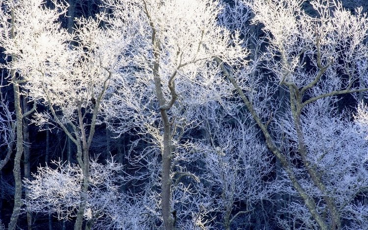 деревья, снег, зима, иней, trees, snow, winter, frost